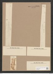 Synedra ulna var. amphirhynchus (Ehr.) Grun. (de-Toni-Nr.: Genus 66, Species 2584) Zeichnungen Sammlung Grunow Nr. 5199 (NHMW-BOT-W0373561)